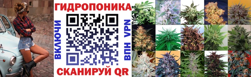 Шишки марихуана сатива  Кирсанов 